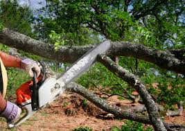 Best Tree Cabling and Bracing  in Avon, CO