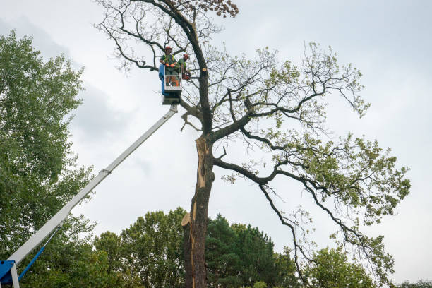  Avon, CO Tree Services Pros