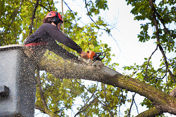 Best Tree Maintenance Programs  in Avon, CO